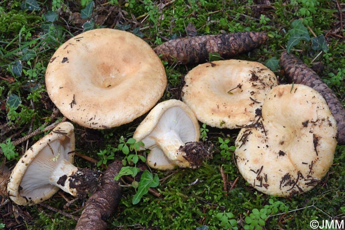 Lactarius intermedius