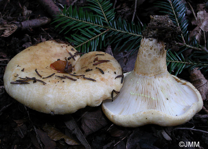 Lactarius intermedius