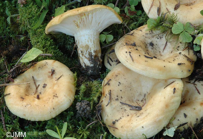 Lactarius intermedius