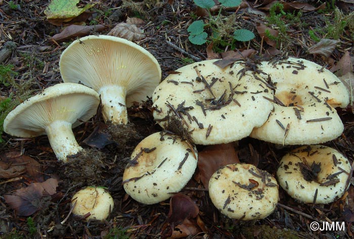 Lactarius intermedius