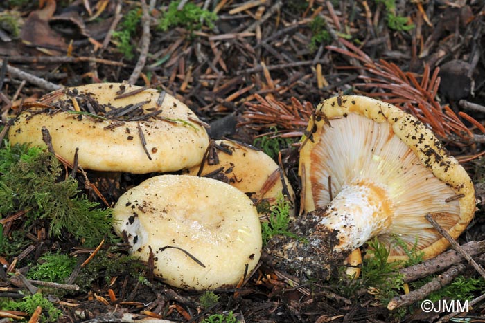 Lactarius intermedius