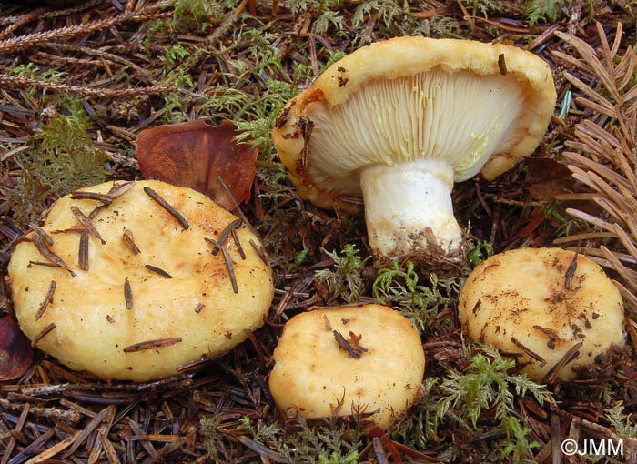 Lactarius intermedius