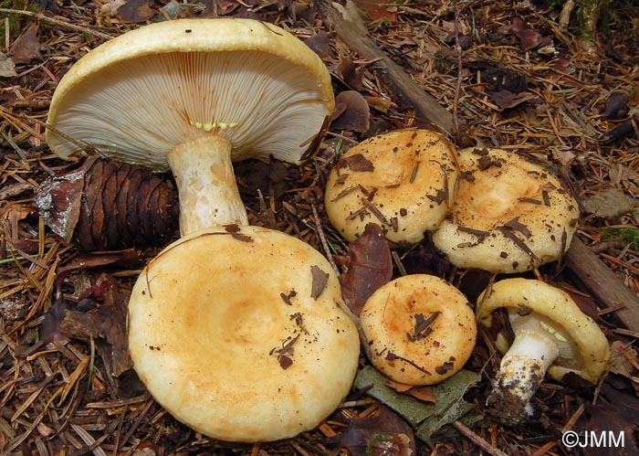 Lactarius intermedius