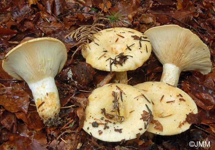 Lactarius intermedius