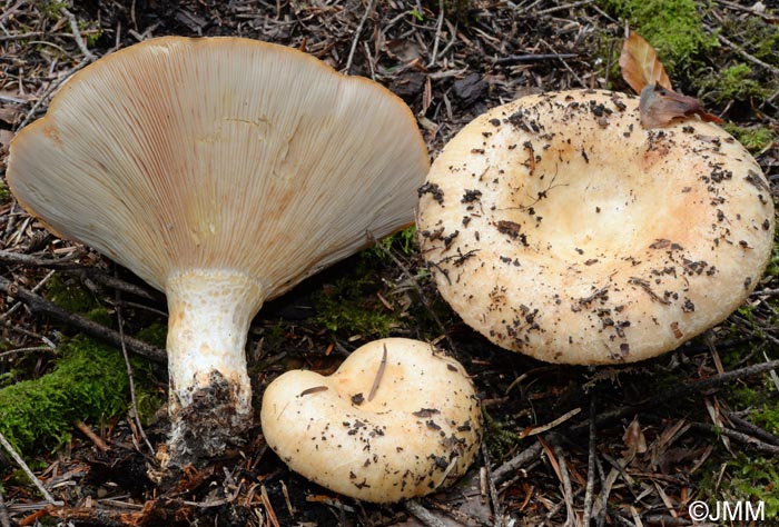 Lactarius intermedius