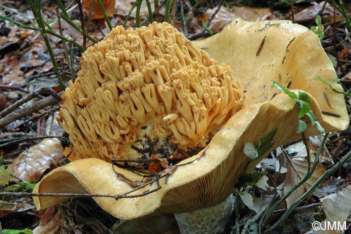 Lactarius intermedius & Ramaria testaceoflava