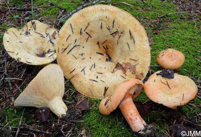 Lactarius intermedius & Lactarius salmonicolor