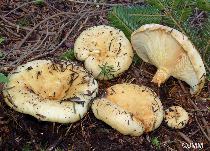 Lactarius intermedius