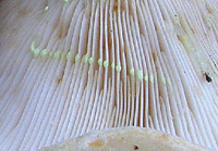 Lactarius intermedius : lait blanc jaunissant