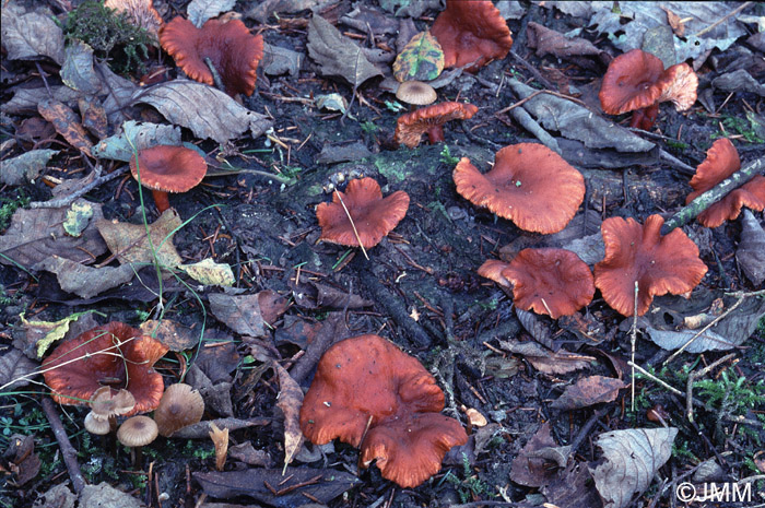 Lactarius lacunarum