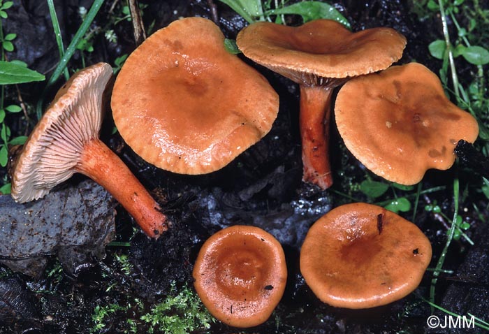 Lactarius lacunarum