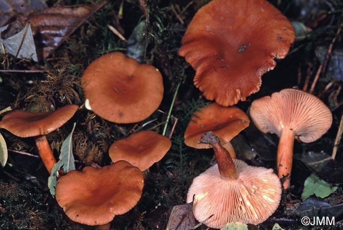 Lactarius lacunarum