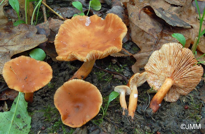 Lactarius lacunarum