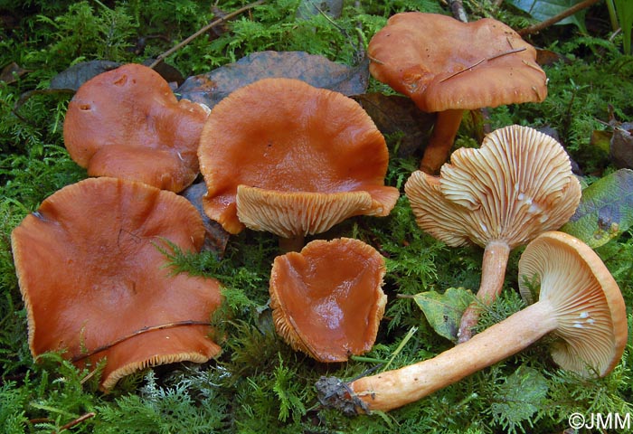 Lactarius lacunarum