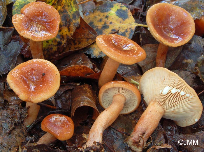 Lactarius lacunarum