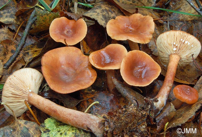 Lactarius lacunarum