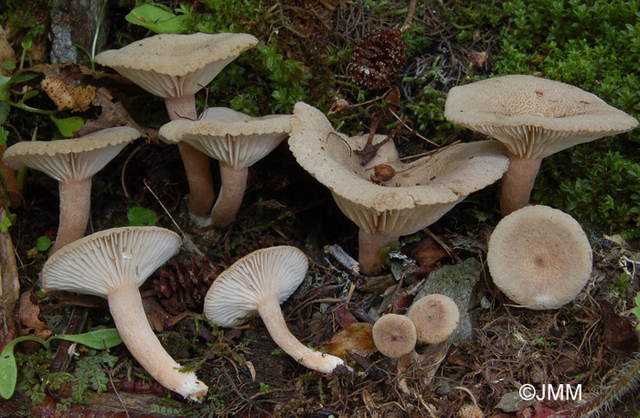 Lactarius lepidotus