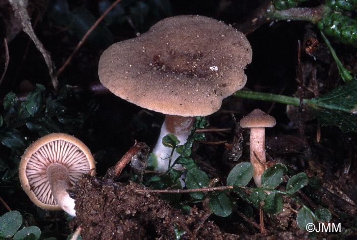 Lactarius lepidotus