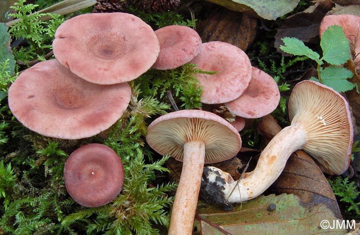 Lactarius lilacinus