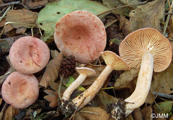 Lactarius lilacinus