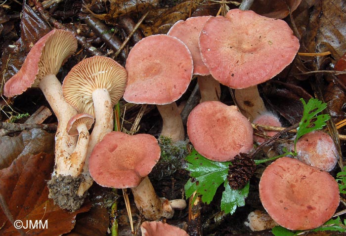 Lactarius lilacinus