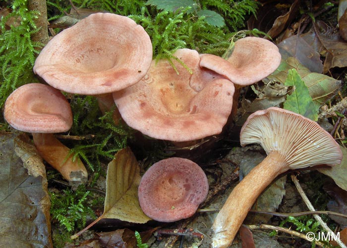 Lactarius lilacinus