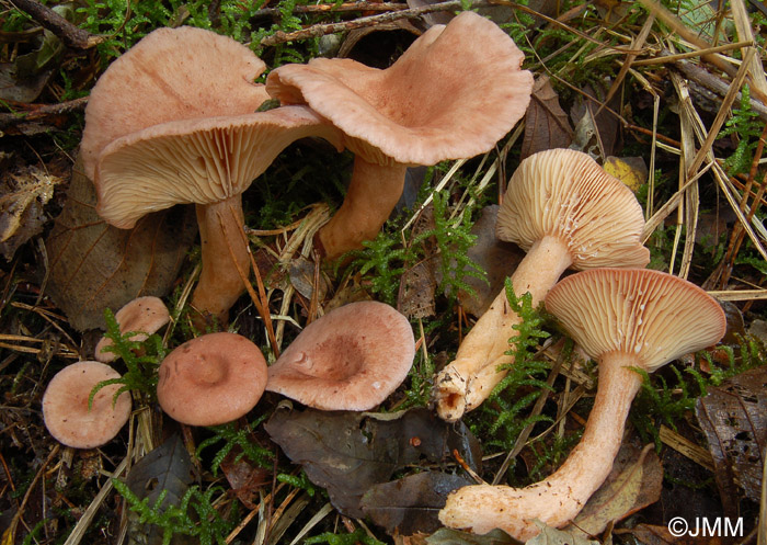 Lactarius lilacinus