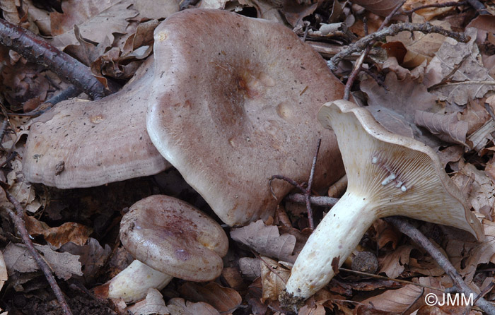 Lactarius luridus