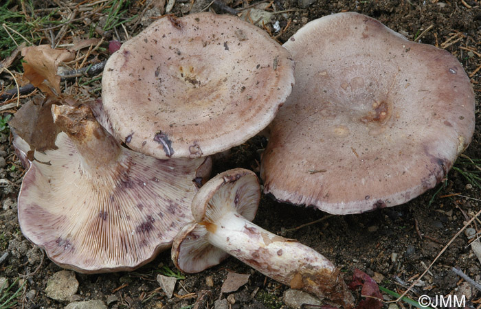 Lactarius luridus