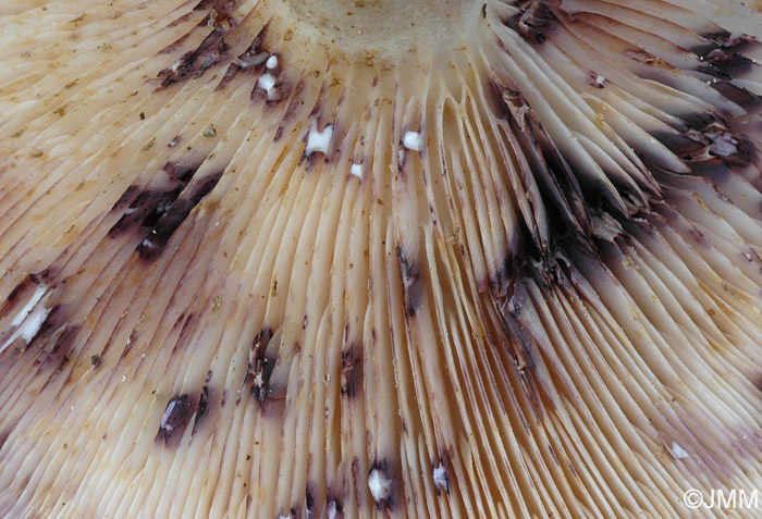 Lactarius luridus