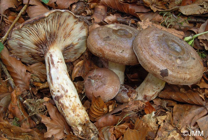 Lactarius luridus