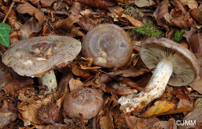 Lactarius luridus