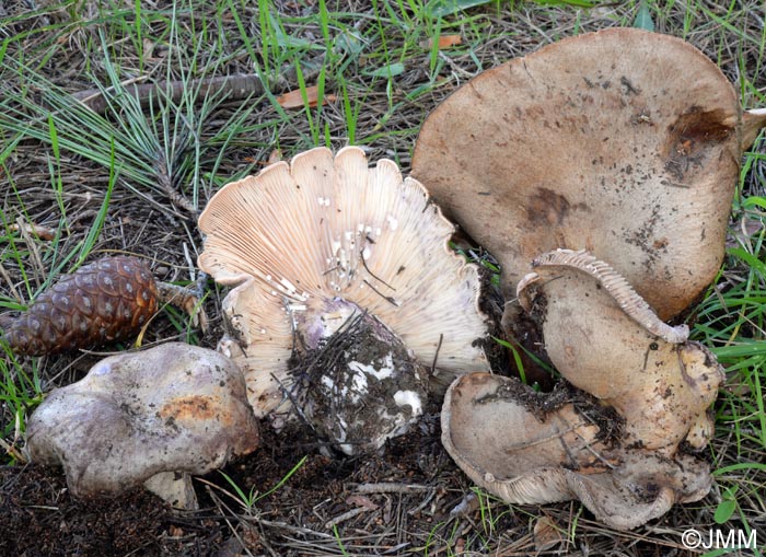 Lactarius luridus