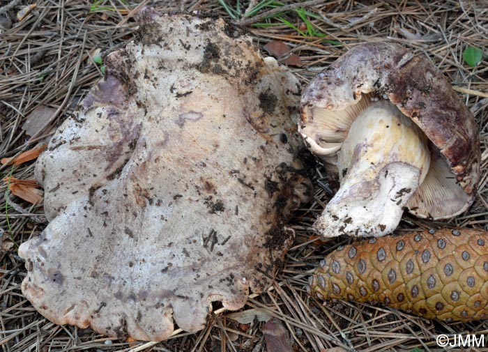 Lactarius luridus