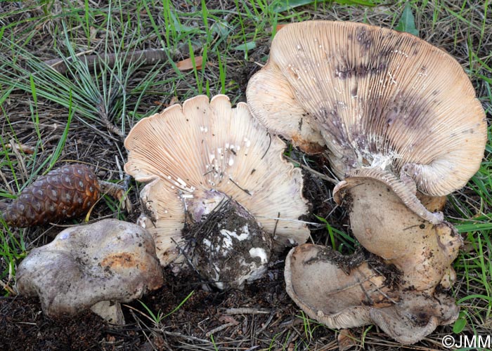 Lactarius luridus