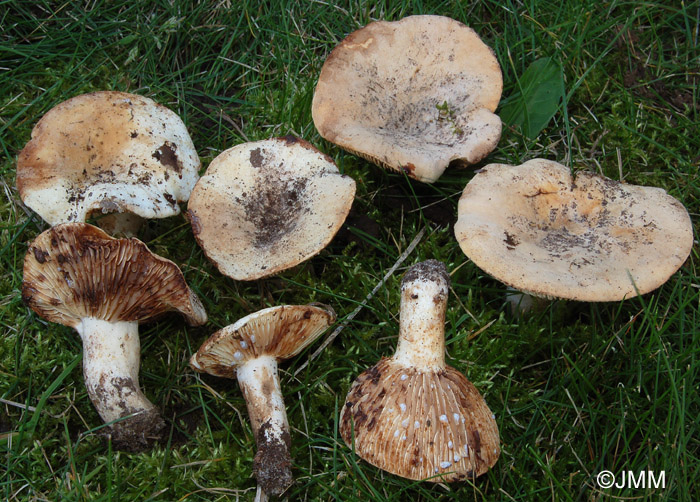 Lactarius luteolus