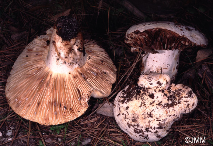 Lactarius luteolus