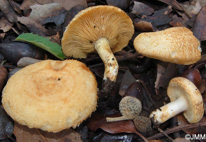 Lactarius mairei