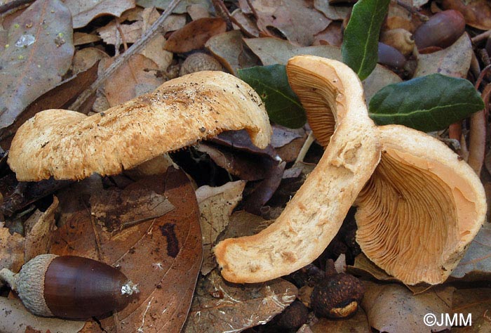 Lactarius mairei