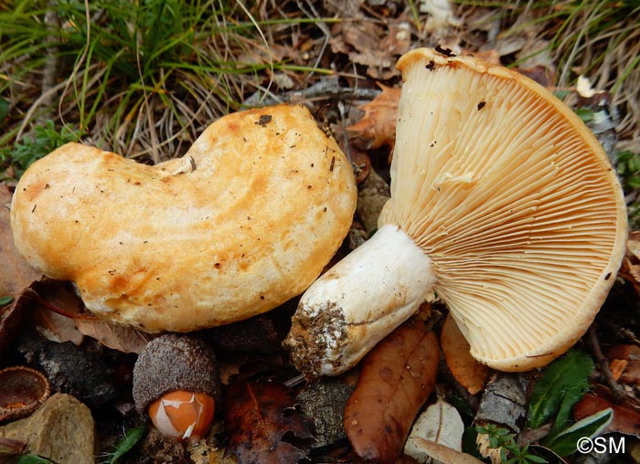 Lactarius mediterraneensis