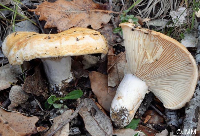 Lactarius mediterraneensis