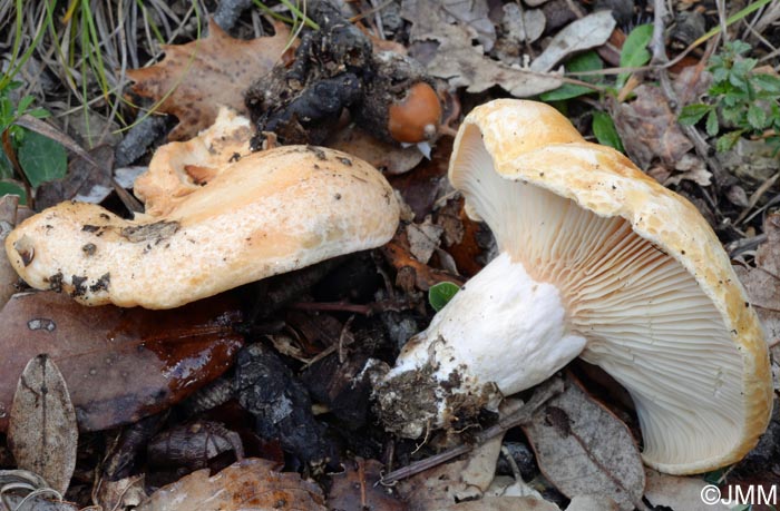 Lactarius mediterraneensis