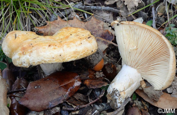 Lactarius mediterraneensis