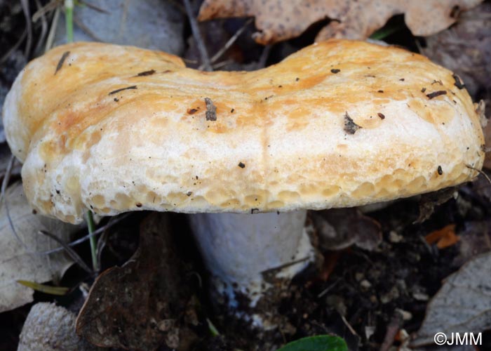 Lactarius mediterraneensis : dtail des guttules sur le chapeau