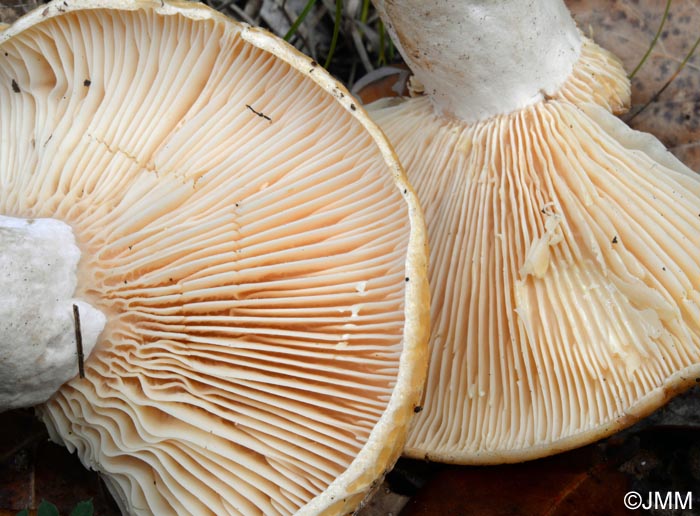 Lactarius mediterraneensis : dtail du lait jaunissant