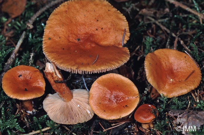 Lactarius mitissimus