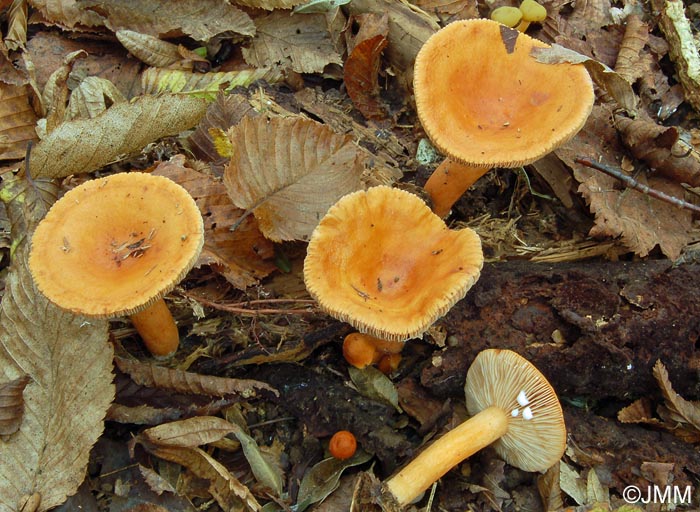 Lactarius mitissimus