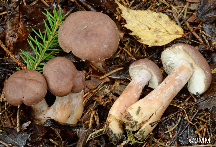  Lactarius pilatii = Lactarius moseri