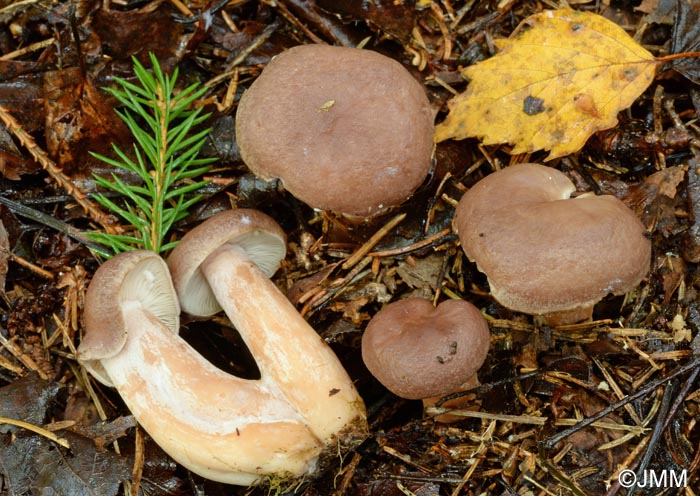  Lactarius pilatii = Lactarius moseri