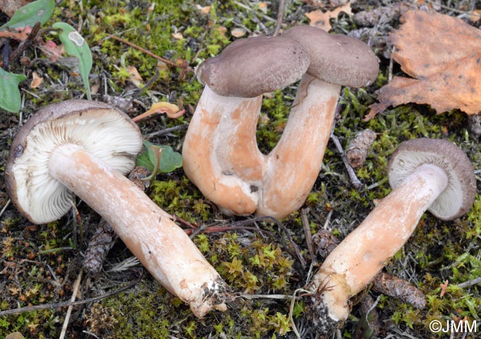  Lactarius pilatii = Lactarius moseri